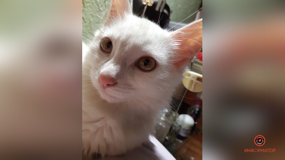 В Днепре спасают кота Степана: нужен донор крови