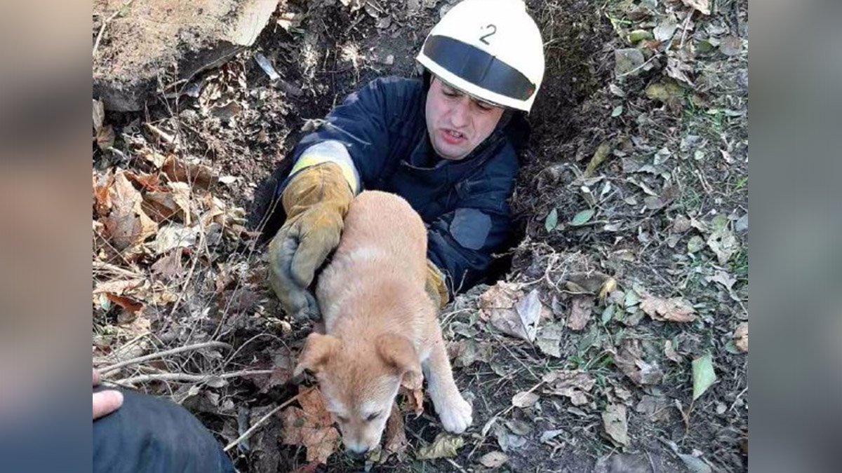 В Днепре собака упала в колодец: на помощь пришли спасатели