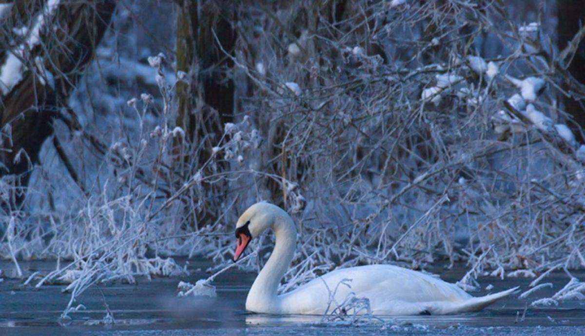 Лебеди на льду: как понять, что птице действительно нужна помощь