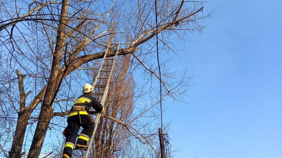 В Днепре на Магдалиновской спасатели сняли с дерева кота
