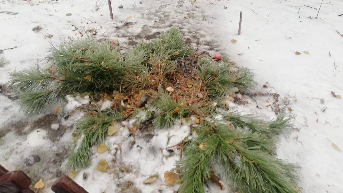 В Днепре на Калиновой срубили и украли сосну, которую местные жители украсили к Новому году