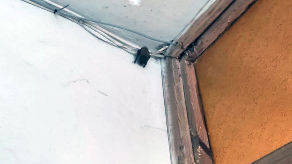 В Днепре в Штабном переулке летучая мышь залетела в подъезд