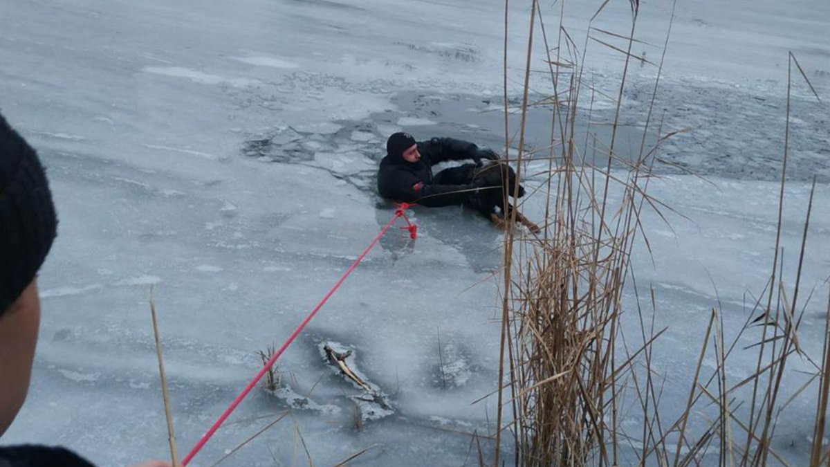 В Днепре сотрудники ГСЧС спасли пса, который провалился под лед