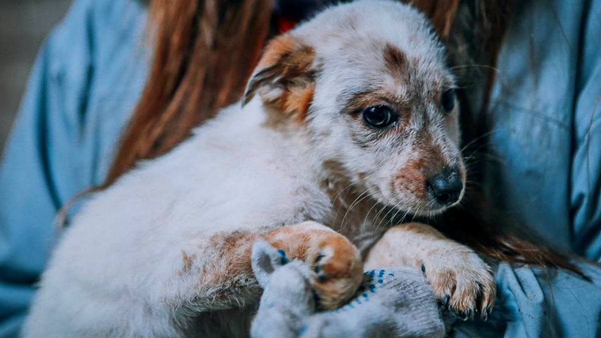 Грустные истории бездомных животных: где найти себе верного друга в Днепре