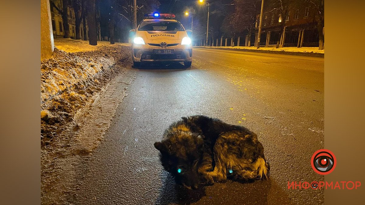 В Днепре на Гагарина патрульные нашли на дороге истощенного слепого пса: животное отвезли в ветклинику