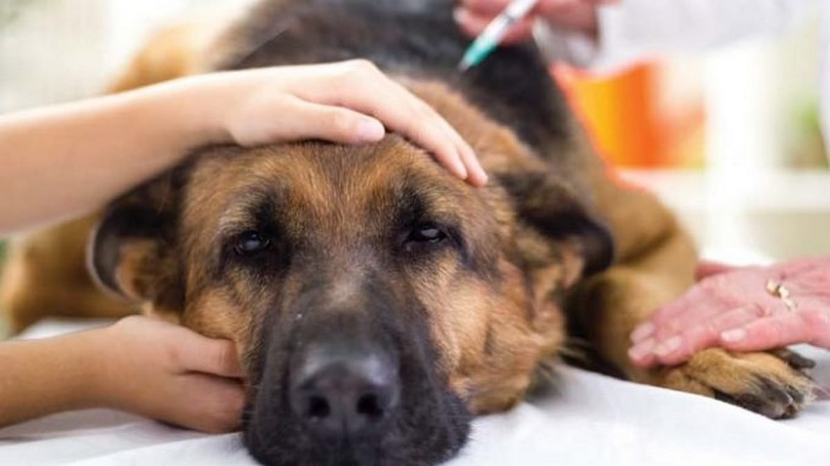 В Днепре догхантеры призывают распространять отраву: как оказывать помощь собакам