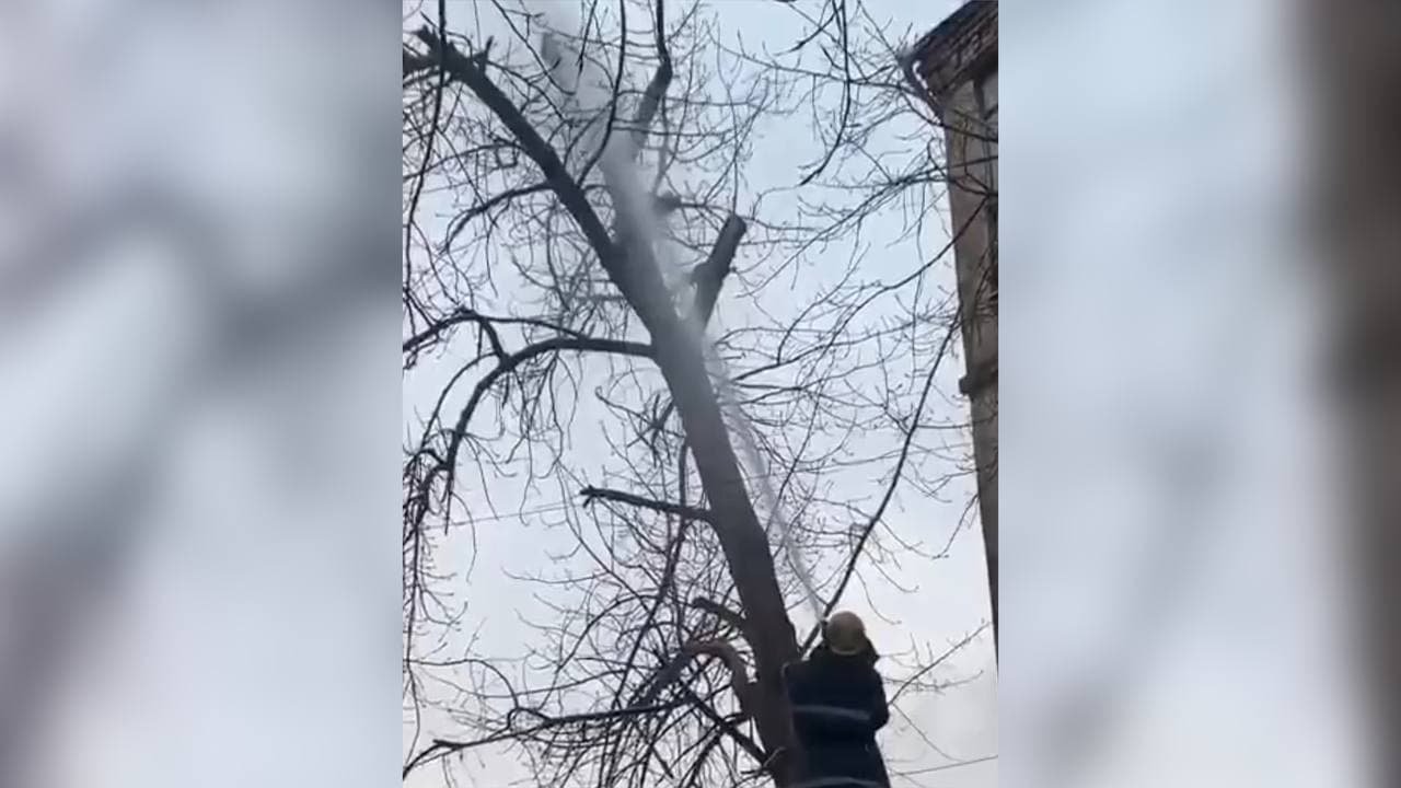 В Кривом Роге спасатели сбили кота с дерева струей воды: что с ним случилось