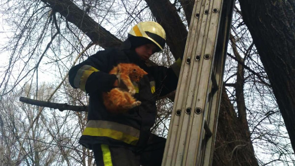 В Днепре на Каруны спасатели сняли с дерева кота