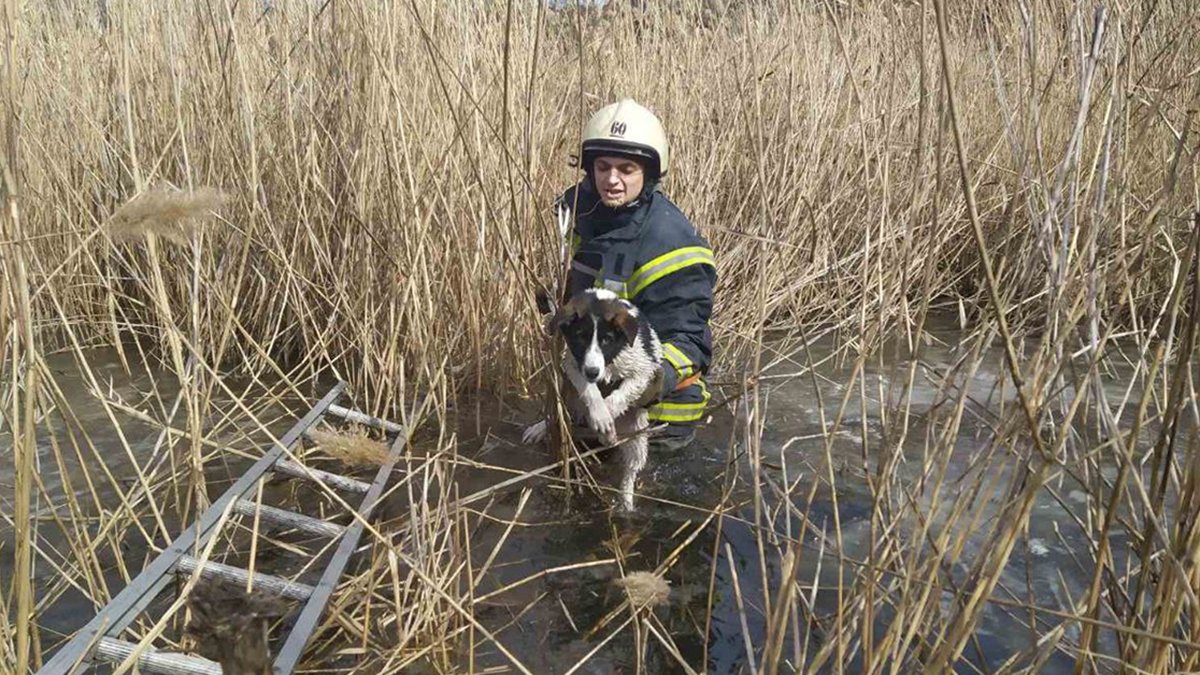 Под Днепром спасатели вытащили из воды тонущего песика
