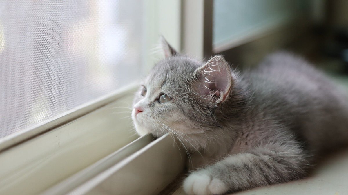 В Днепре на Липовой кошку выбросили из окна восьмого этажа