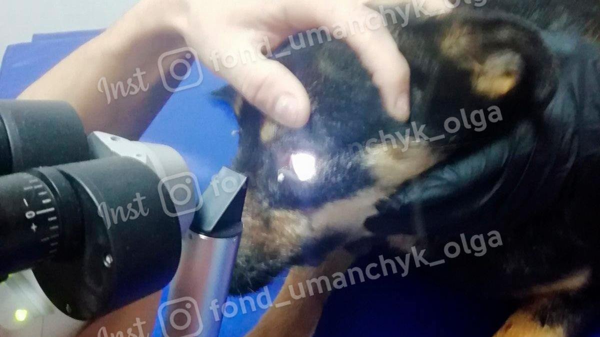 В Днепре слепую собаку облили кислотой: нужна помощь
