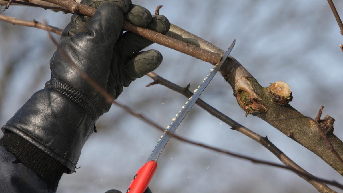 В Днепропетровской области мужчина обрезал дерево и погиб