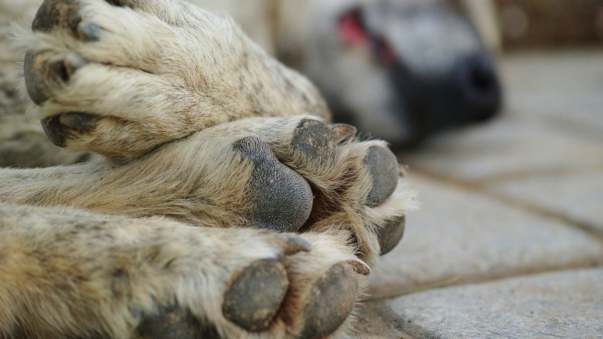 В Каменском женщина нашла в мешке задушенную собаку: открыли уголовное производство