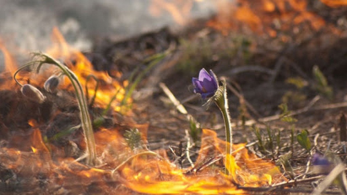 Кого жители Днепра и области убивают, сжигая траву