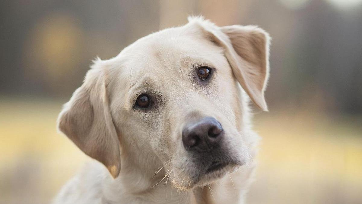 В Днепре на Левобережном-3 травят собак: нужна помощь свидетелей