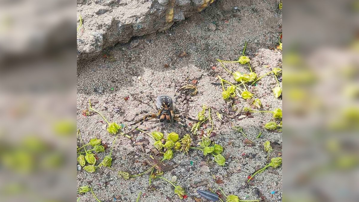 В Днепре на детской площадке заметили огромного паука: опасность и первая помощь