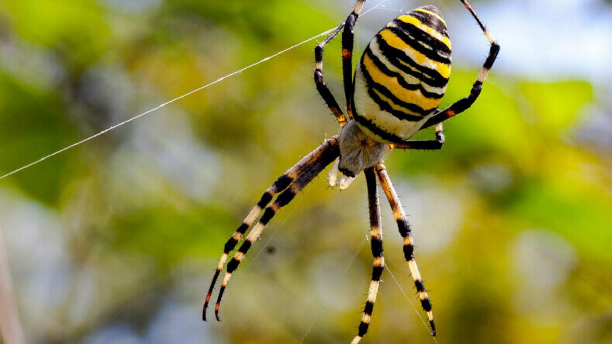 Криворожан предупреждают об опасных ядовитых пауках