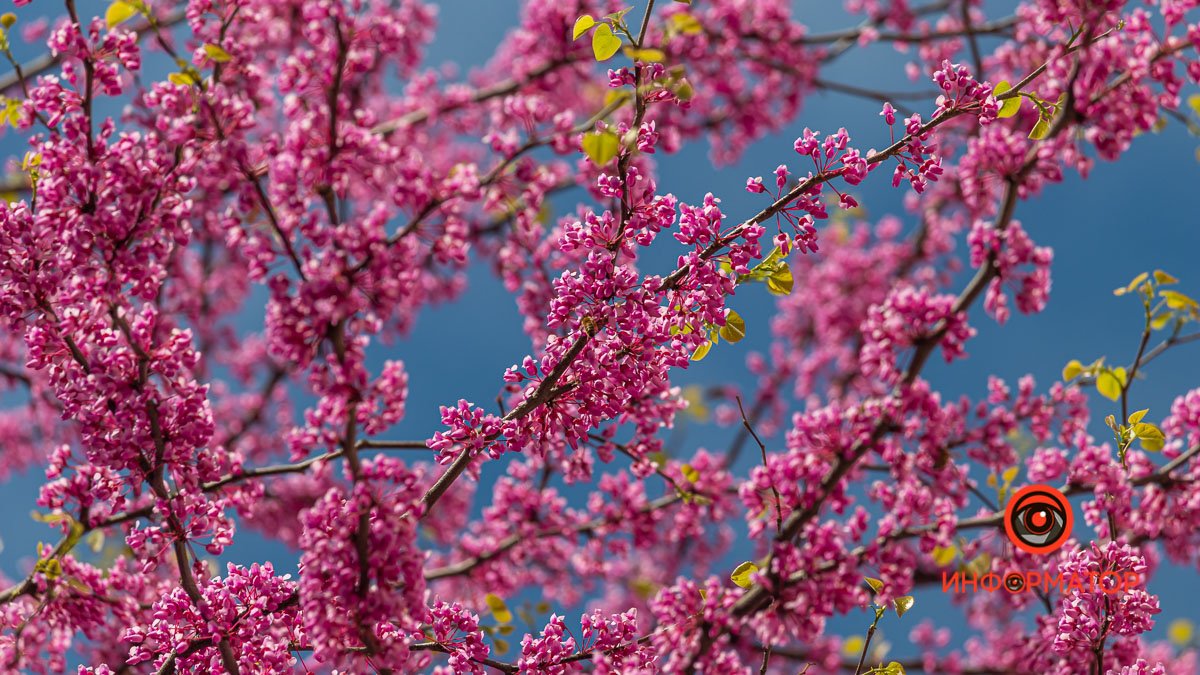 В Днепре на проспекте Поля зацвело дерево с ярко-сиреневыми цветами