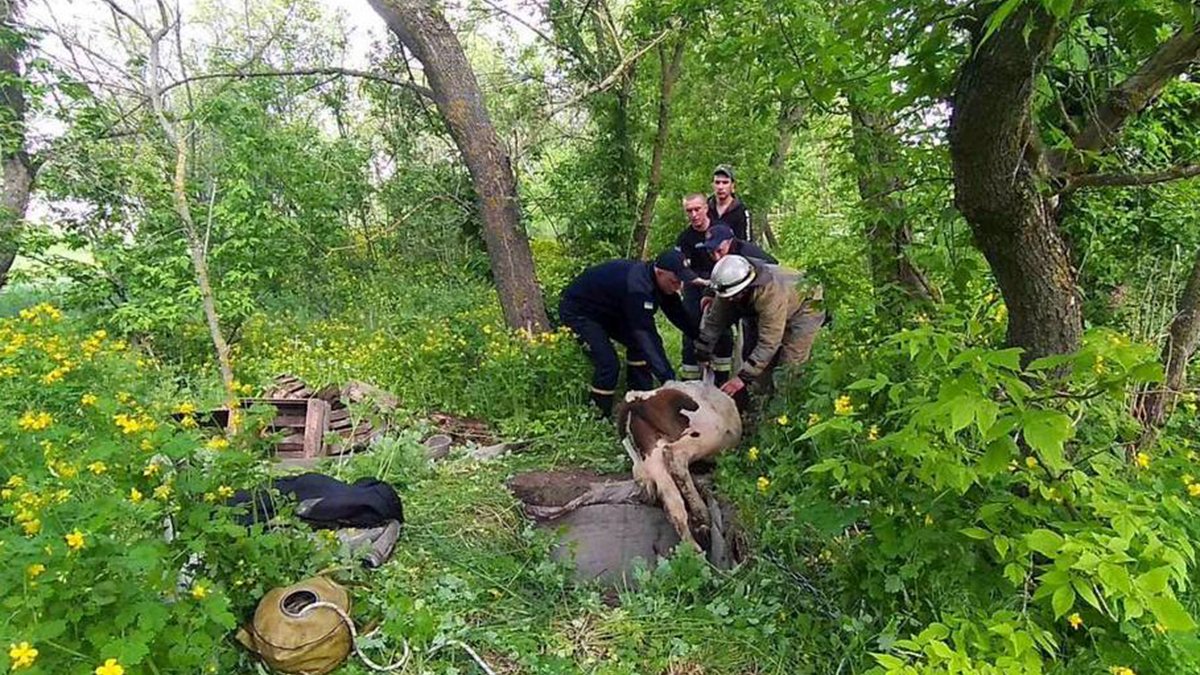 В Днепропетровской области 100-килограммовый бык упал в погреб: доставать пришлось спасателям