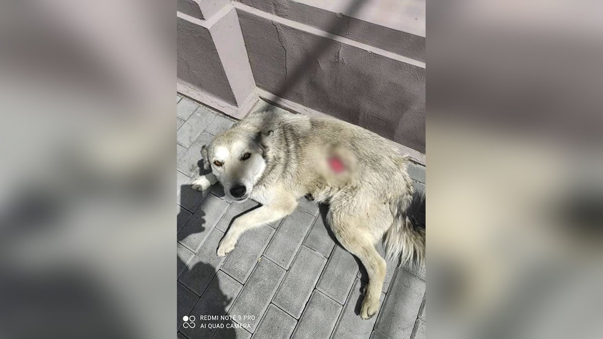 В центре Днепра порезали собаку: нужна помощь
