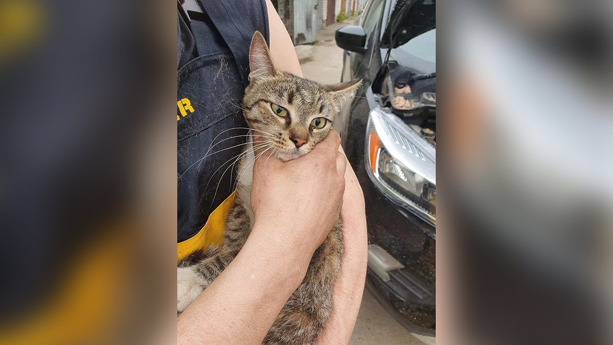 В Бердянске кошка залезла под капот машины и доехала до Днепра