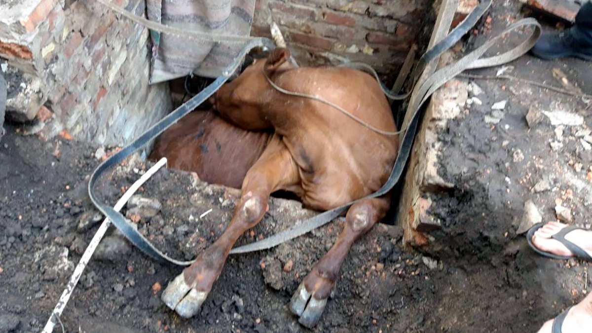 В Днепропетровской области спасли корову, которая провалилась в яму
