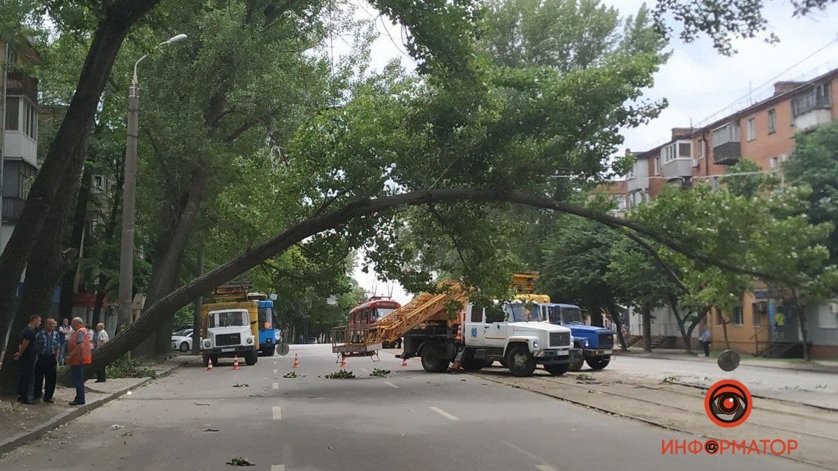 В Днепре на Богдана Хмельницкого дерево "устало" и повисло над дорогой: движение электротранспорта заблокировано