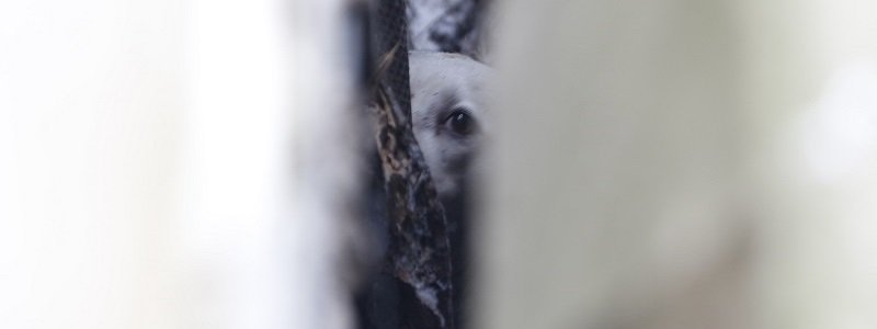 В Днепре больше двух часов спасали застрявшую собаку (ФОТО, ВИДЕО)