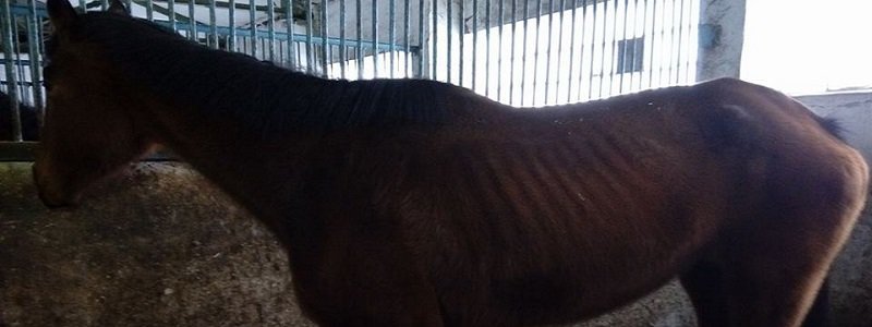 Экологи, полиция и общественники спасают умирающих лошадей (ФОТО)