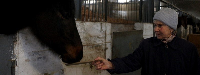 Как сейчас живут лошади, спасенные из Орловщины (ФОТО)