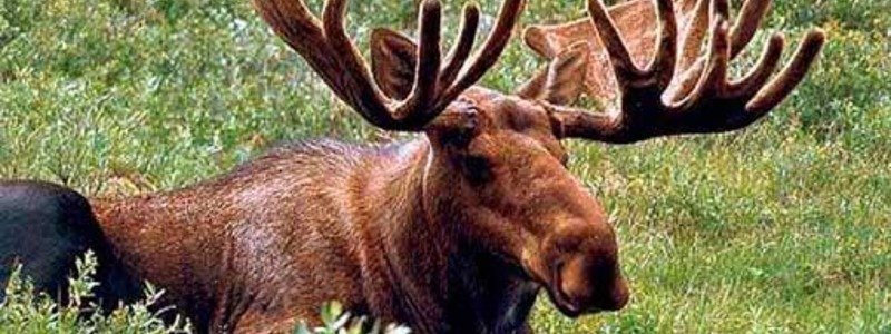 В Украине на 25 лет запретили охоту на лося (ФОТО)