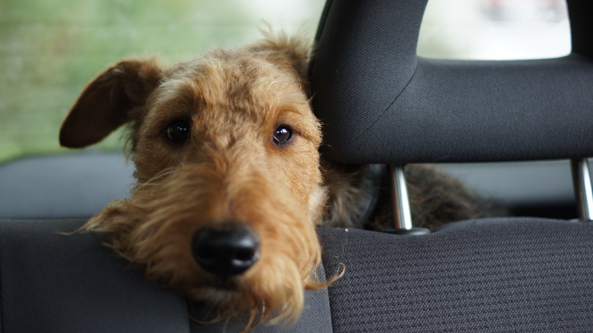Как помочь собакам и котам во время жары и почему нельзя их закрывать в машине