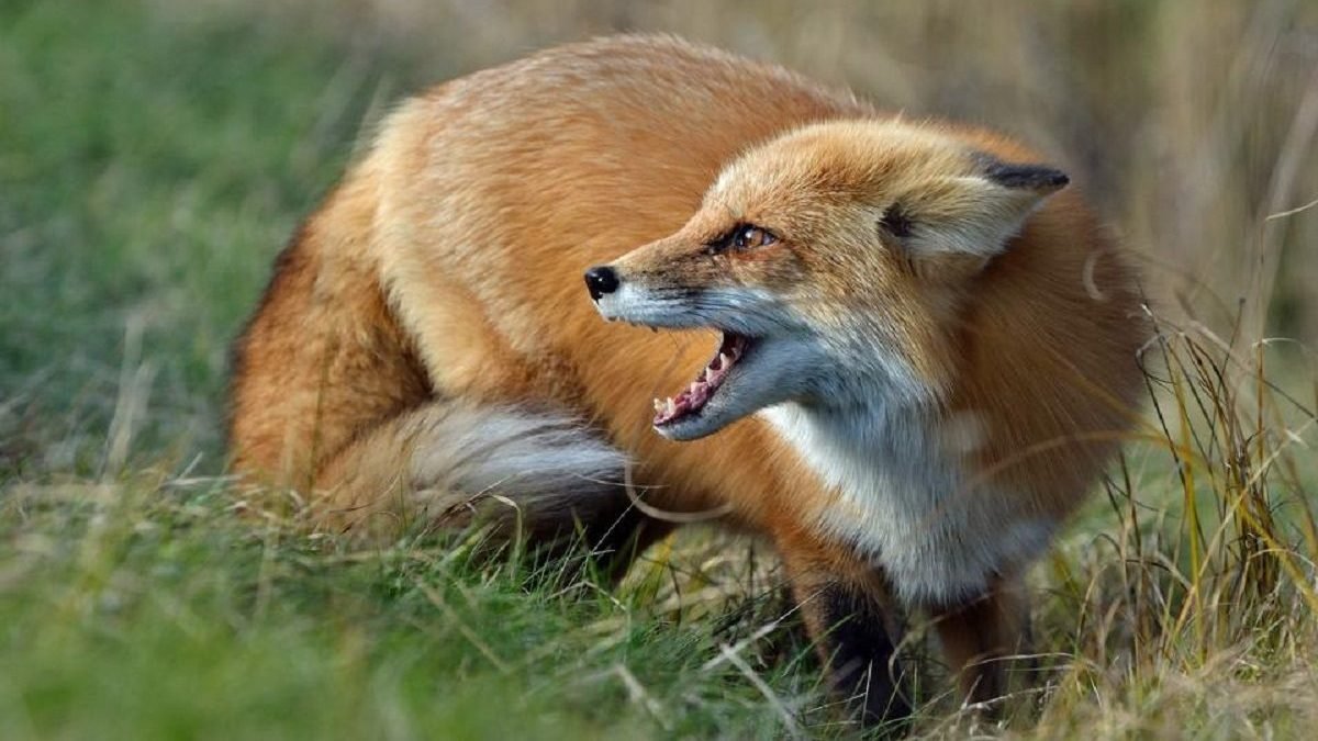 В Новомосковске бешеная лисица напала на домашних животных: ввели карантин