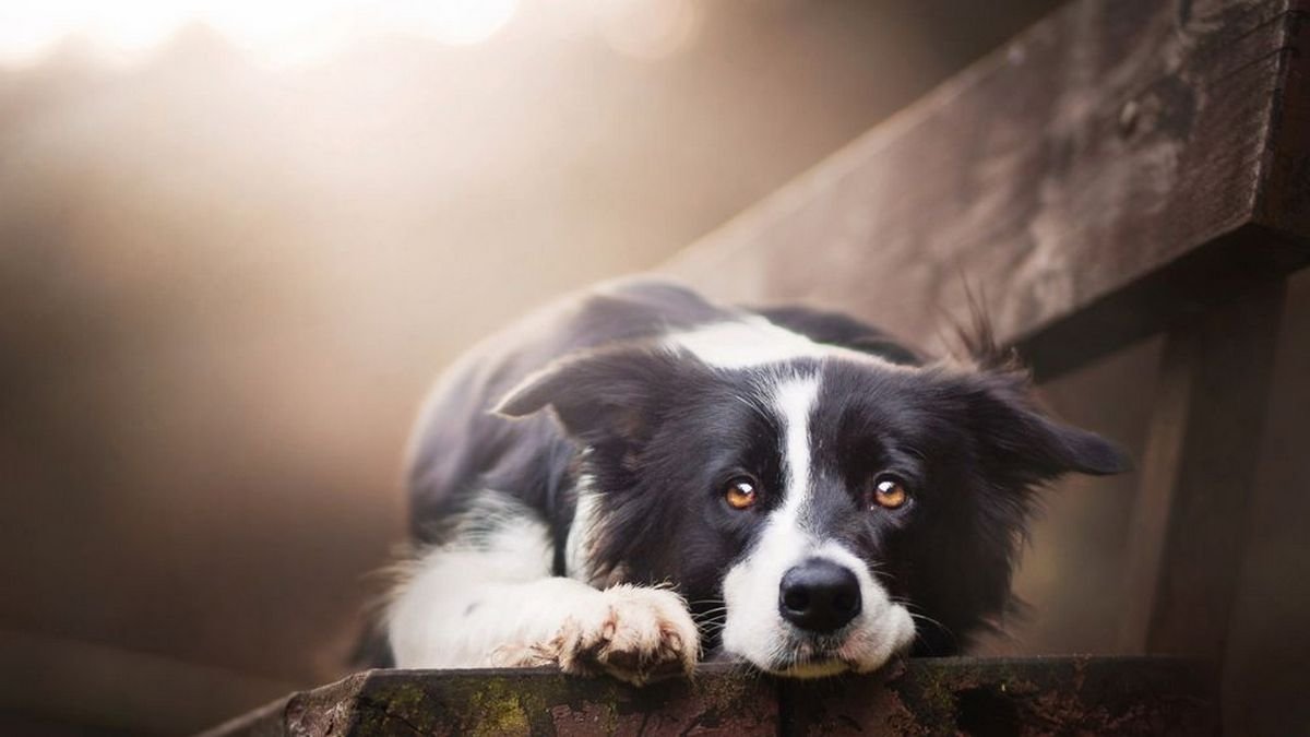 Собака с грыжей, пес без лапы и кот с множественными переломами: каким животным Днепра нужна помощь