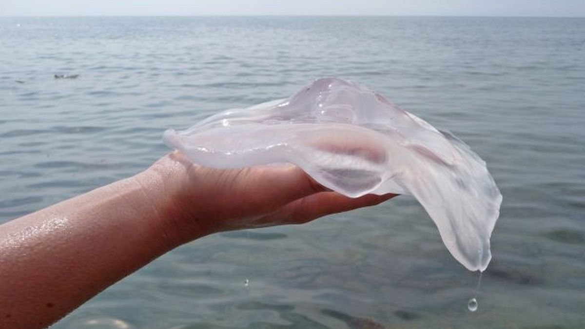 На Азовском море нашествие медуз: их приходится вывозить тележками