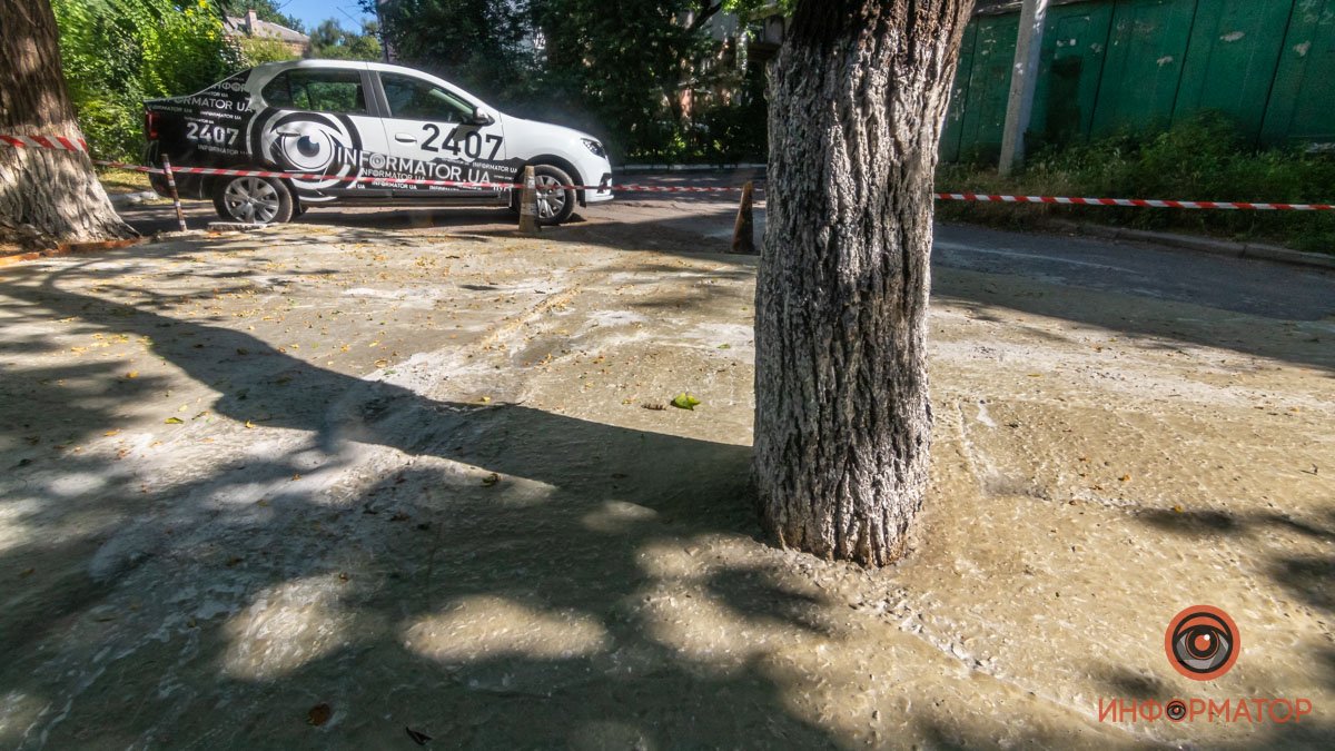 В Днепре на проспекте Поля дерево закатали в бетон из-за травмированной девушки