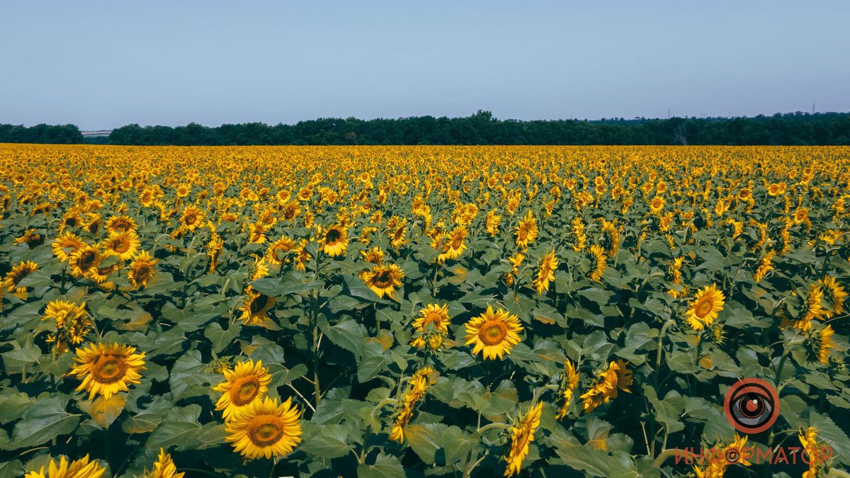 Солнечные цветы и круги на полях: как выглядят "плантации" подсолнухов в Днепре