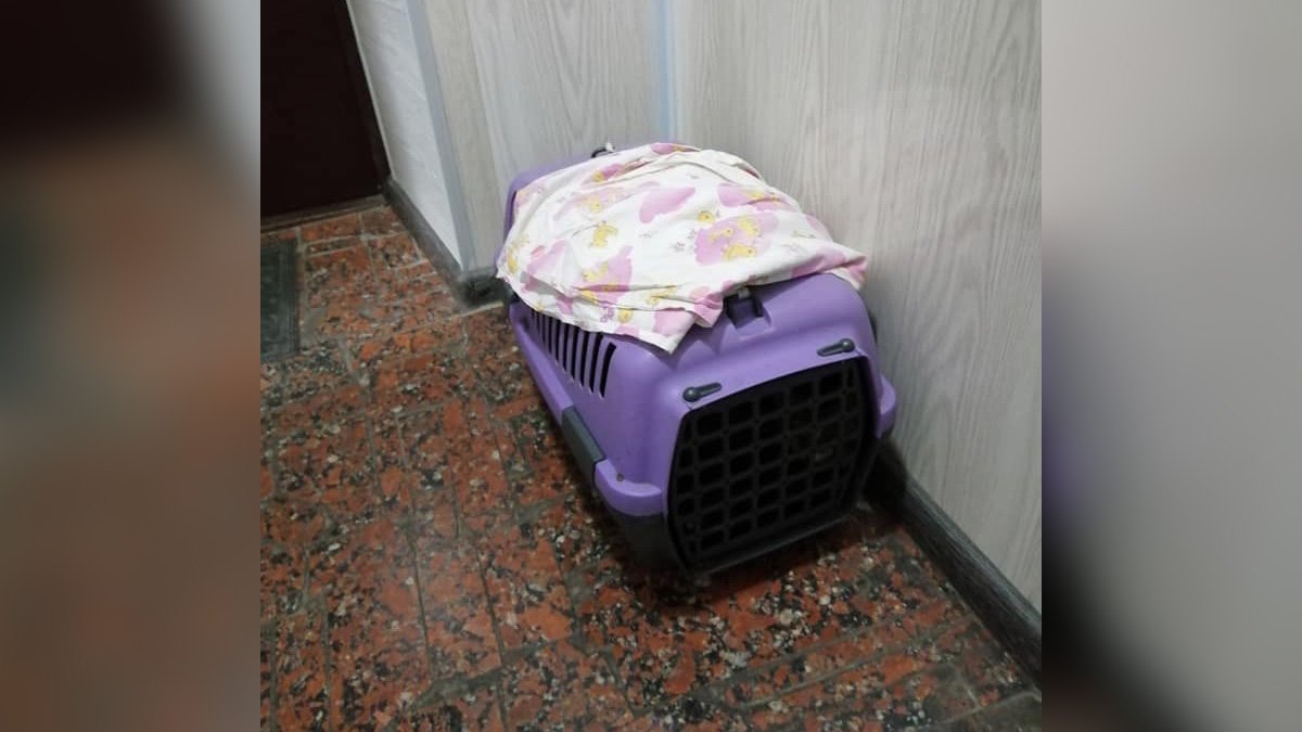 В Днепре женщина с ребенком подбросила в ветеринарный центр больных котят: видео момента