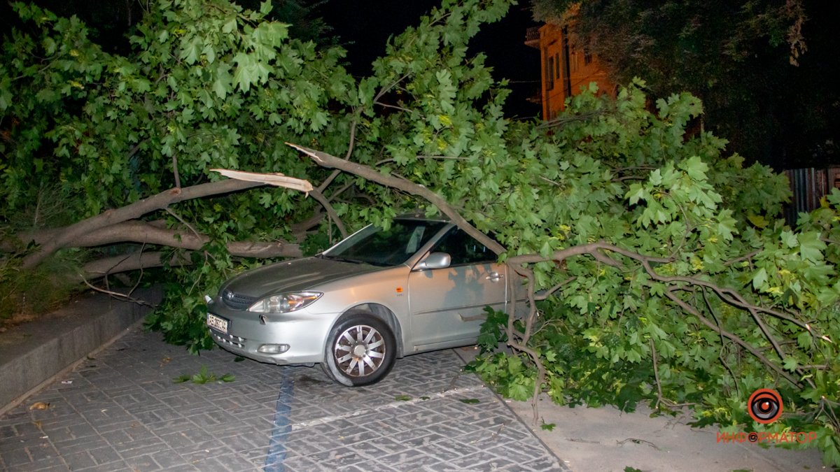 В Днепре возле ресторана The Garden дерево упало на Toyota и Kia