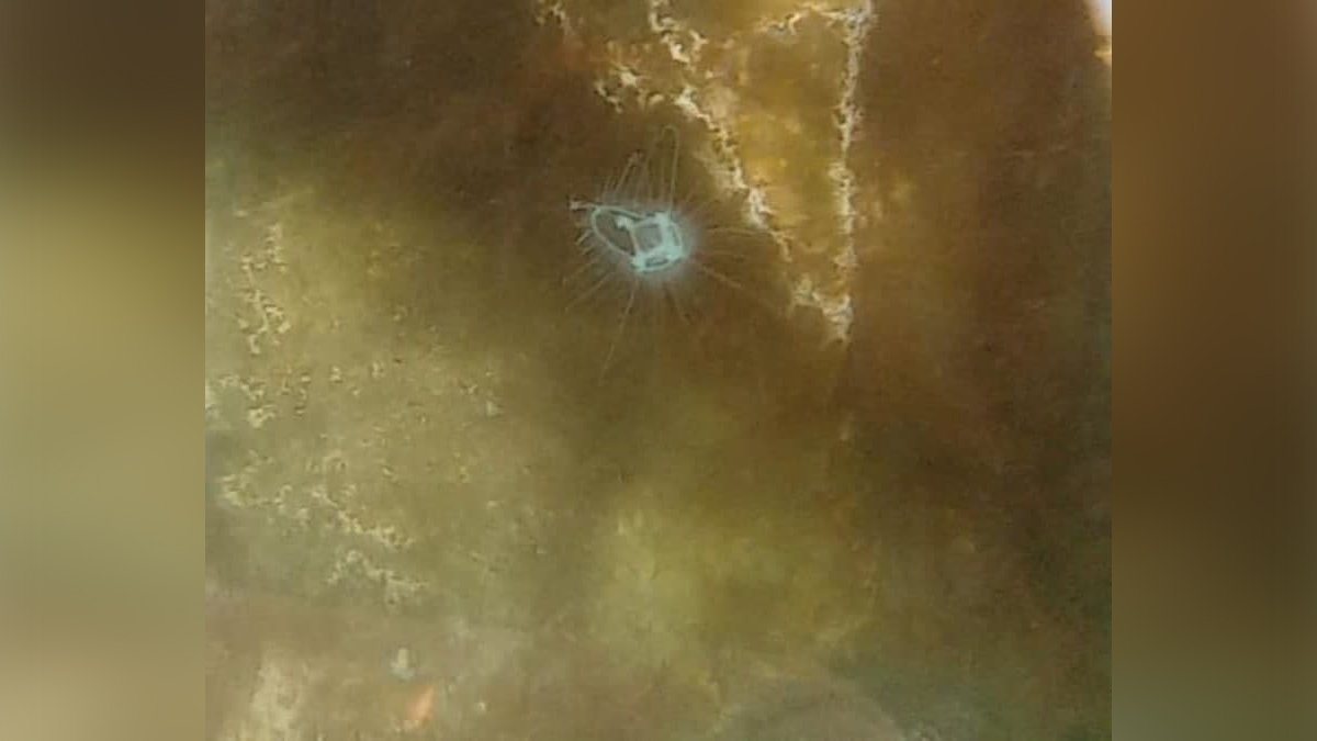 В карьере в Старых Кодаках заметили медуз