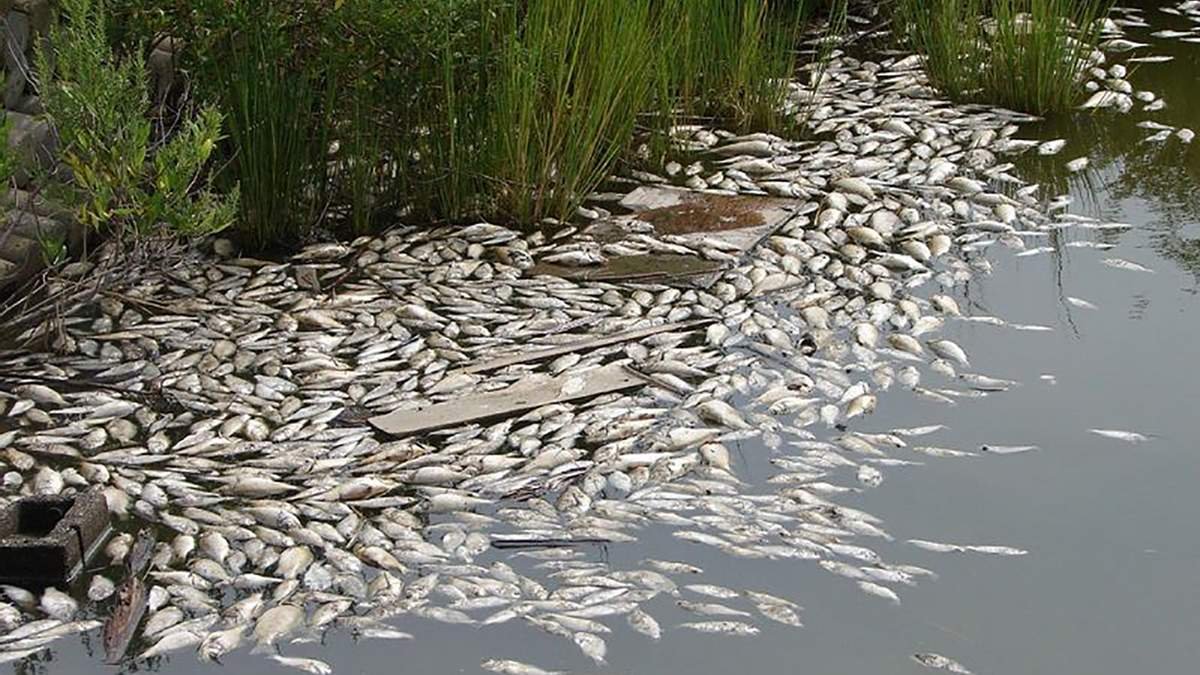 Чому масово гине риба в Дніпрі