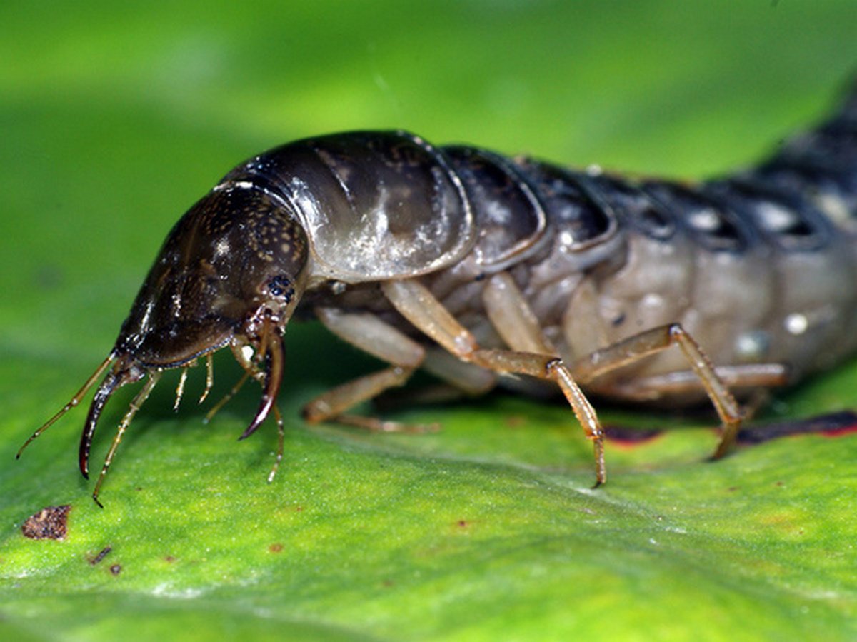 Необычное насекомое, которое поймали в Днепре, оказалось личинкой жука-плавунца