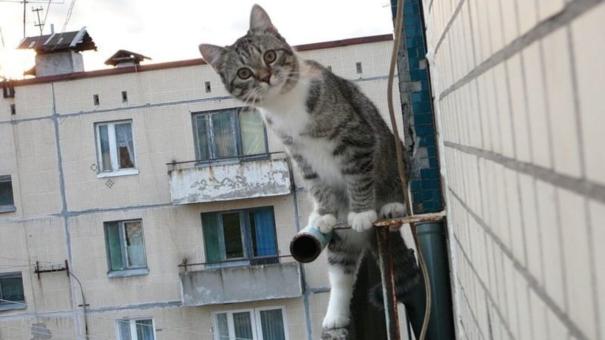 В Днепре спасают кошку, которую выбросили с 4 этажа: нужна помощь