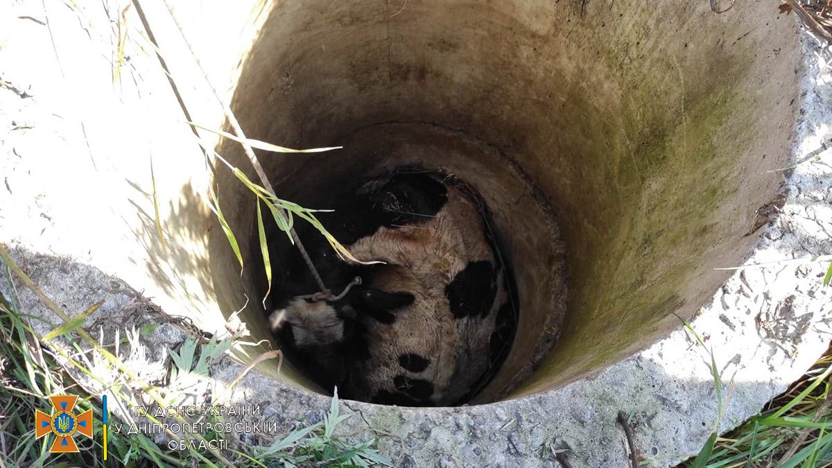 В Днепропетровской области во время выпаса теленок упал в заброшенный колодец