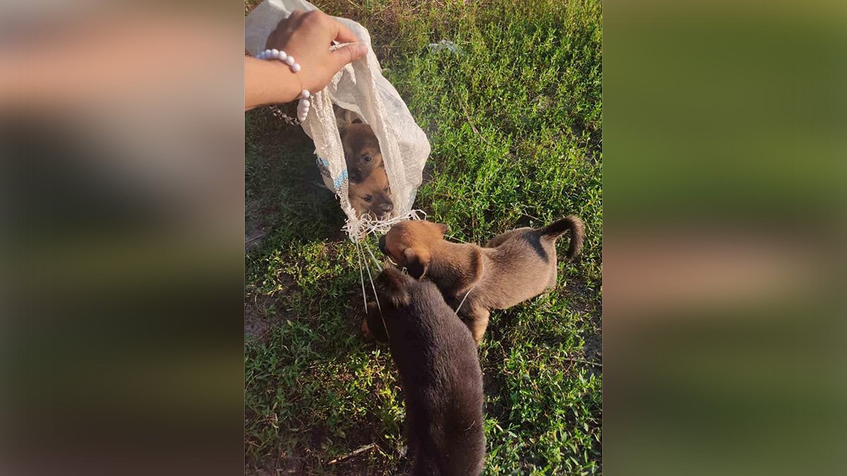 В Днепре под дверь приюта подбросили щенков в мешке: помогите спасти