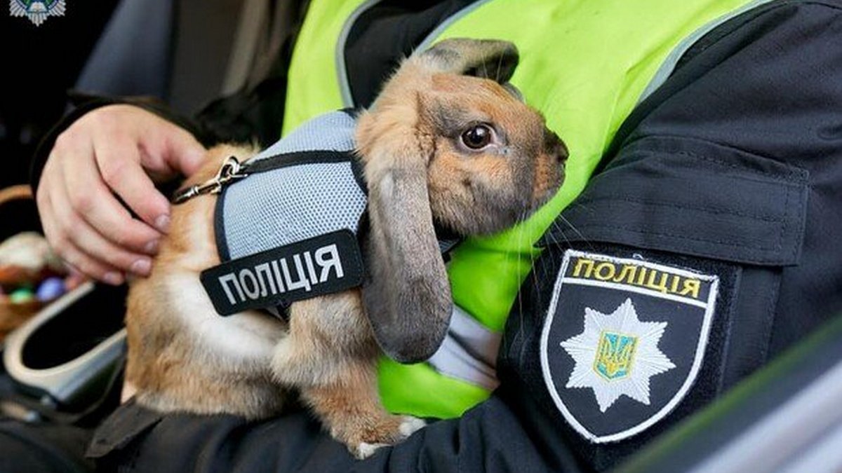 В Днепре у кролика-полицейского появился Instagram