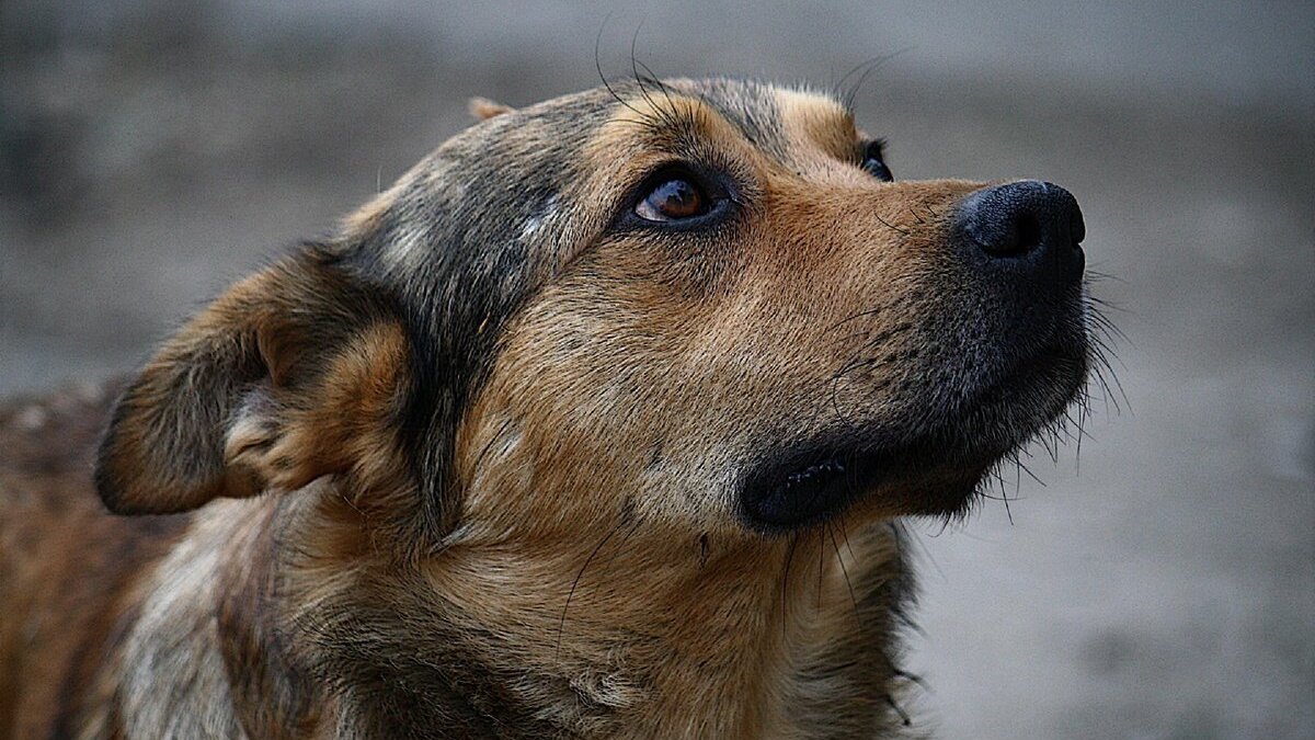 В Кривом Роге застрелили собаку зоозащитника