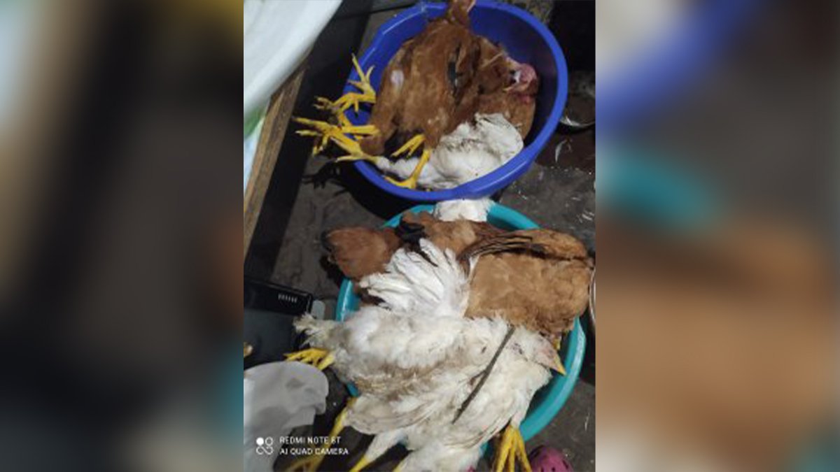 25 обескровленных куриц: в Днепропетровской области предупредили о хищнике