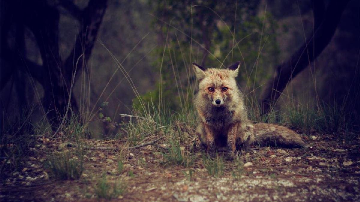 Бьется в конвульсиях: жителей Днепра просят помочь лисе, которую загнали собаки