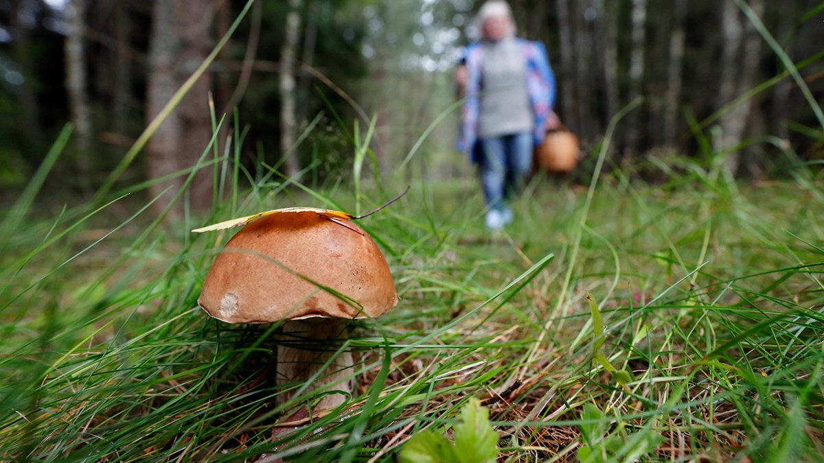 Чому збирати гриби можуть тільки безсмертні: коментар біолога та парамедика